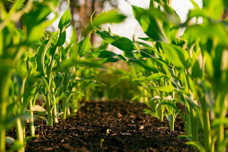 Solar farm powering agricultural cold chain storage